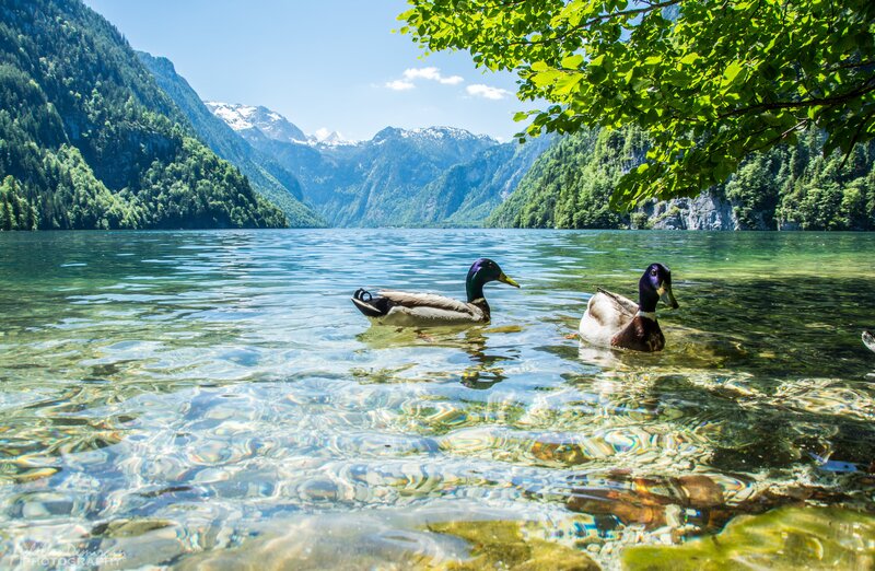 Ducks in a Lake — Green