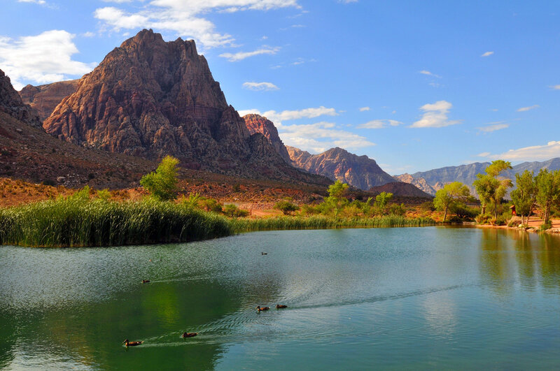 Ducks in a Lake