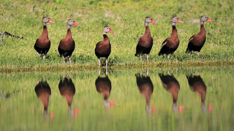 ducks in a line