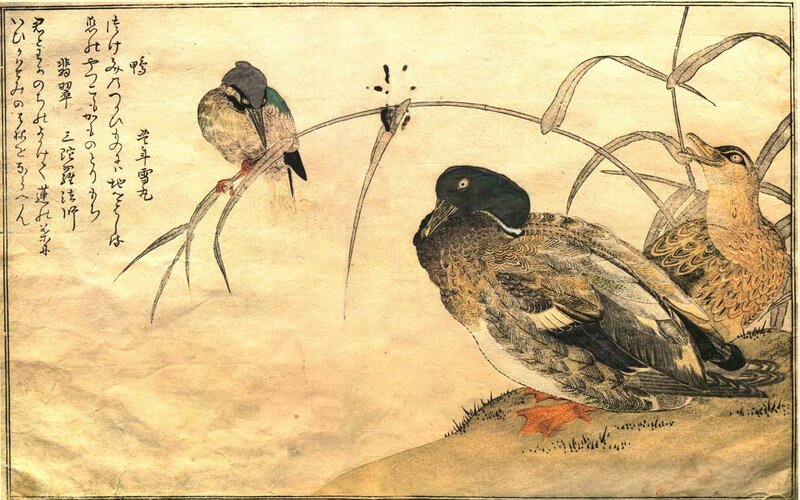 Ducks in a marsh
