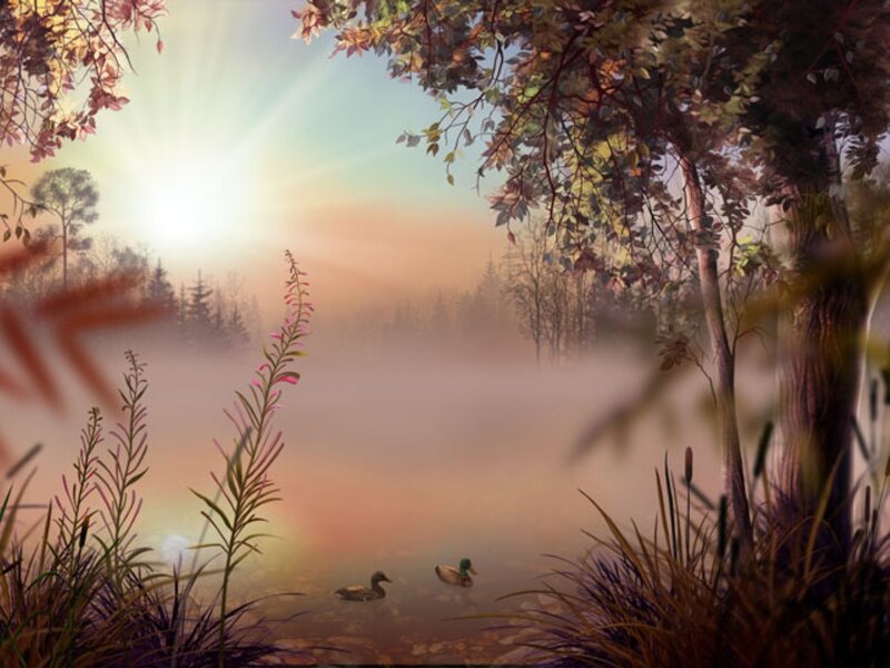 Ducks in a Misty Pond