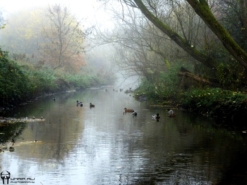 Ducks in a Misty River — Green, Autumn
