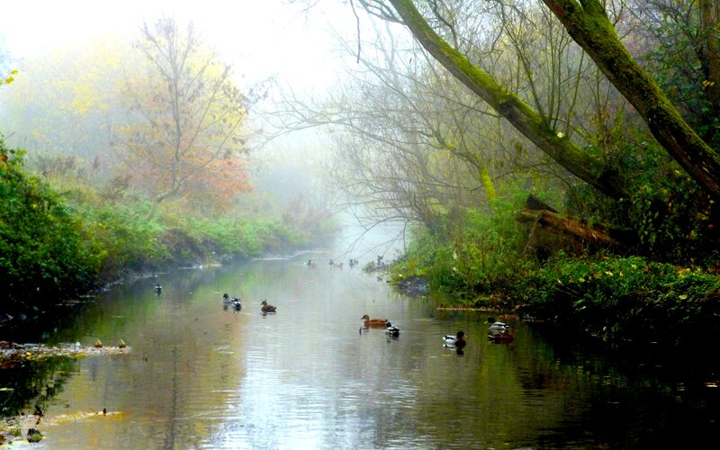 Ducks in a Misty River — Green
