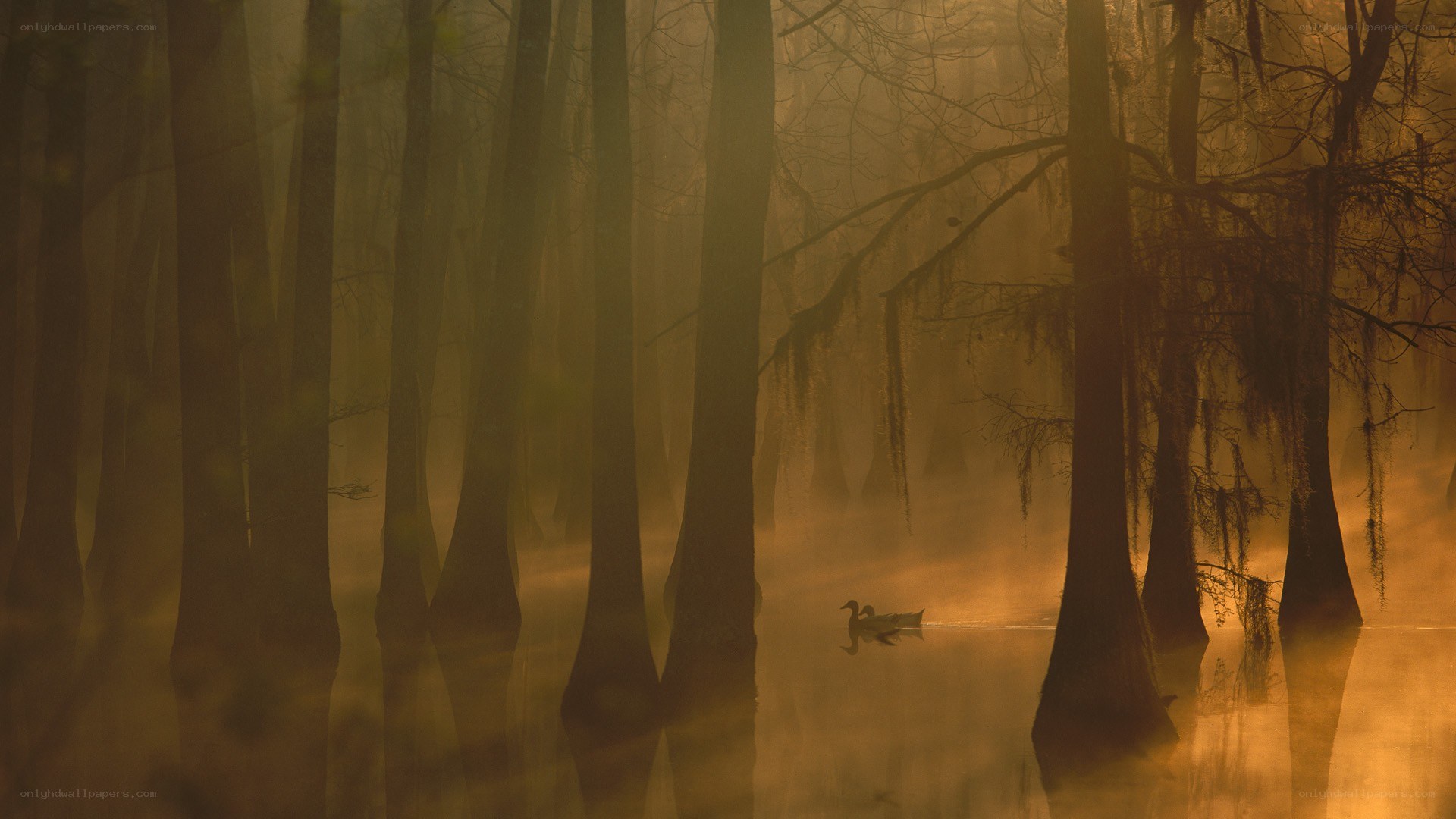 Ducks in a misty swamp