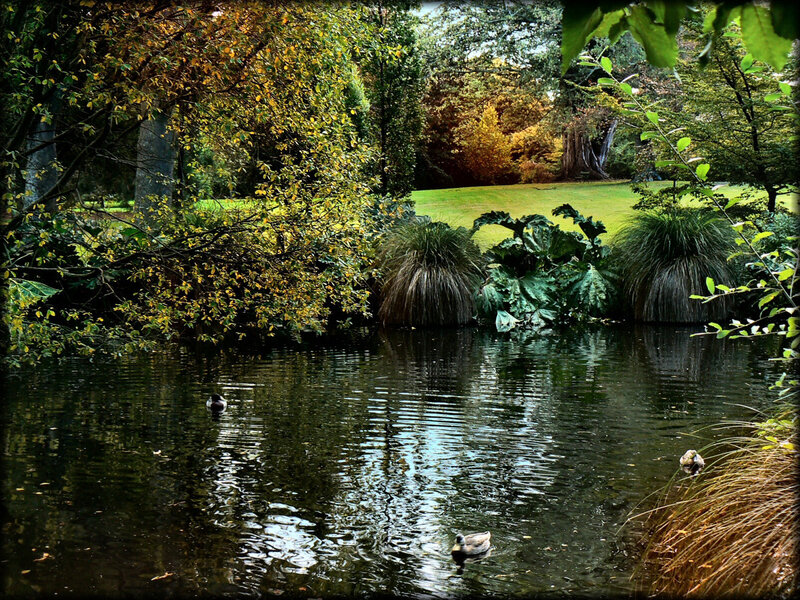 Ducks in a park pond