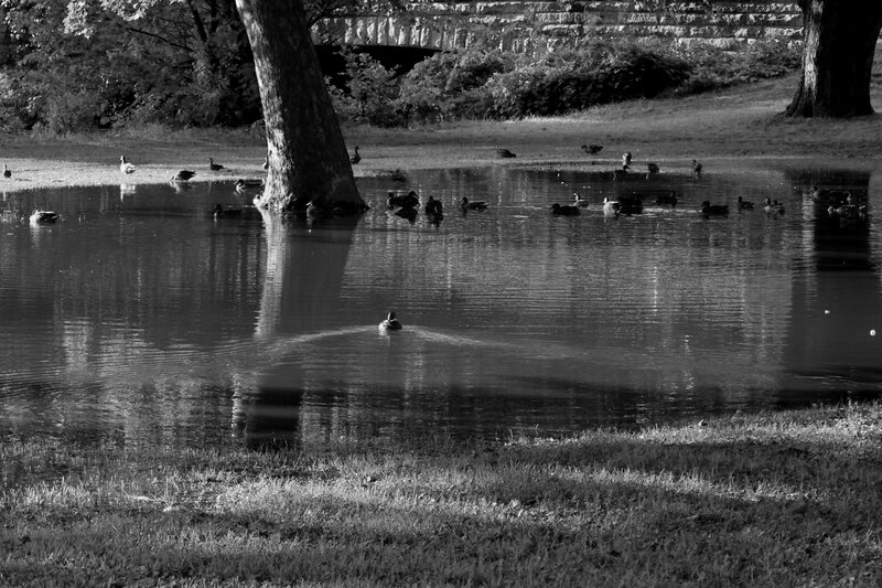 Ducks in a Pond — Black, Serene