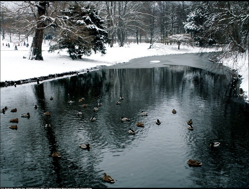 Ducks in a Pond — Black