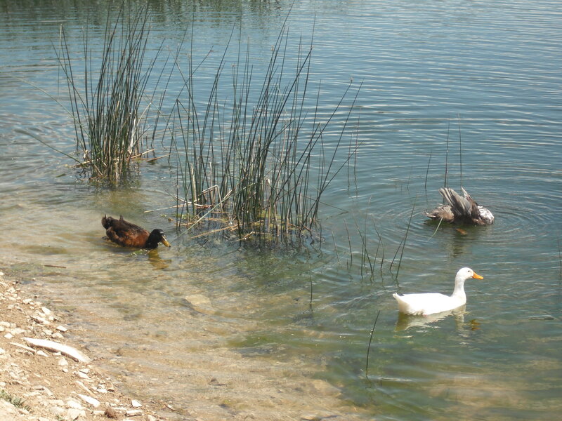 Ducks in a Pond — Blue, Calm