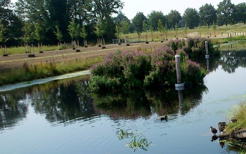 Ducks in a Pond — Blue, Serene