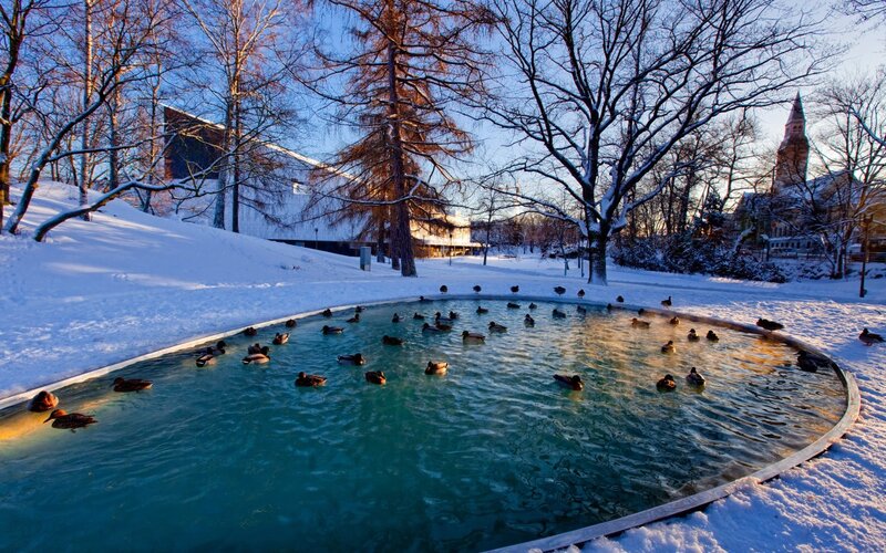 Ducks in a Pond — Blue, Serene, Winter, Photograph