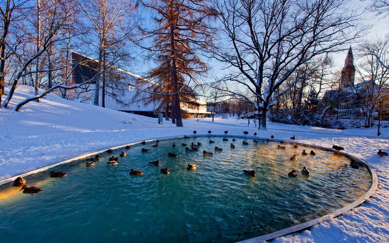 Ducks in a Pond — Blue, Serene, Winter