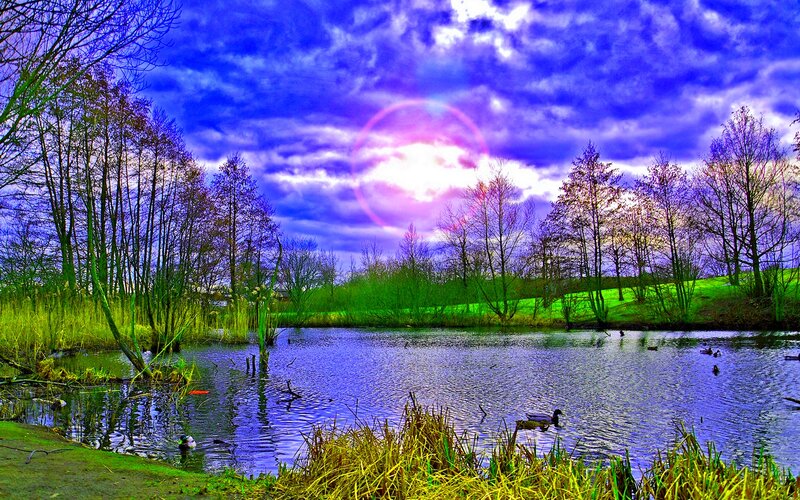 Ducks in a Pond — Blue