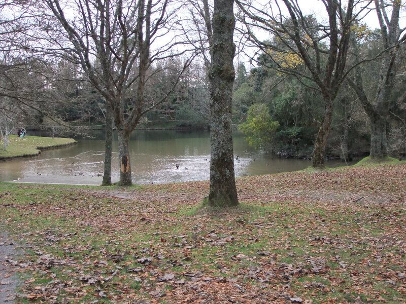 Ducks in a Pond — Brown