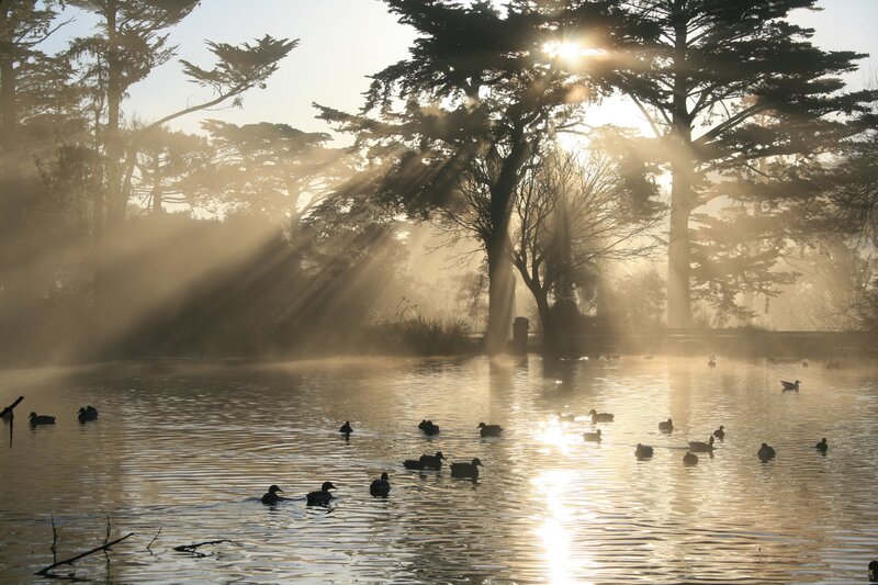 Ducks in a Pond — Gold, Serene, Morning