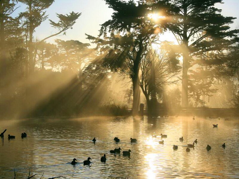 Ducks in a Pond — Gold, Serene
