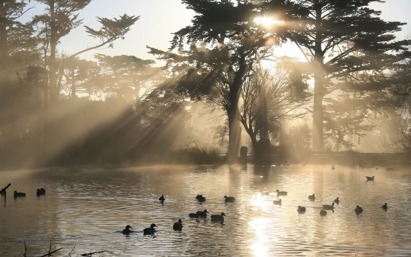 Ducks in a Pond — Gold