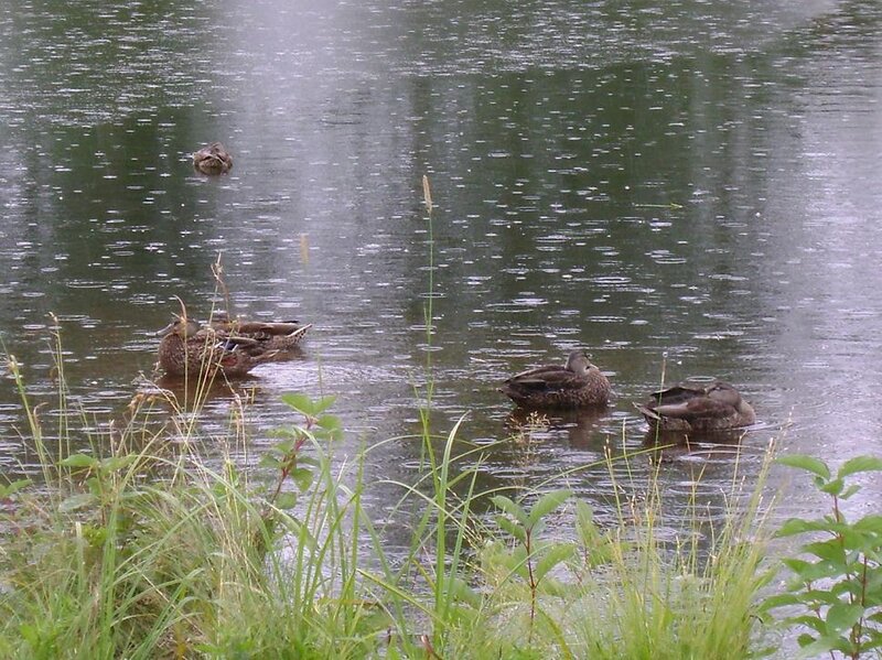 Ducks in a Pond — Green, Calm, Morning
