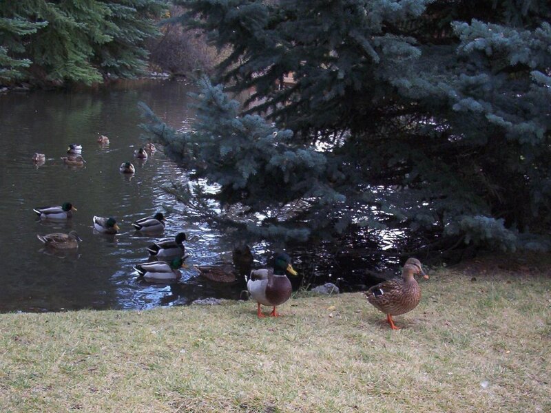 Ducks in a Pond — Green, Calm