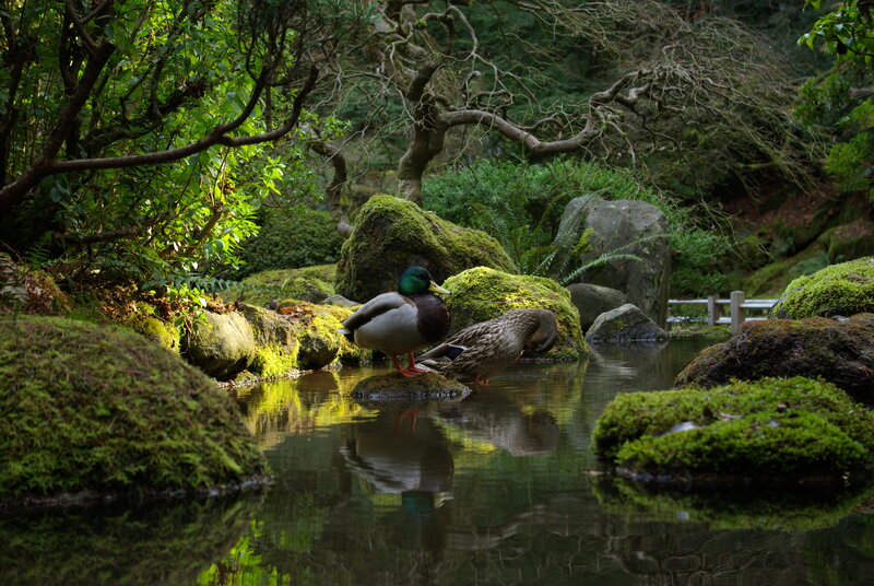 Ducks in a Pond — Green, Serene, Afternoon, Photograph, Moss-covered Rocks