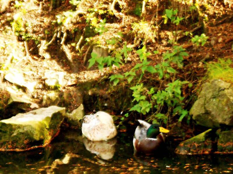 Ducks in a Pond — Green, Serene, Afternoon, Photograph, Rocks