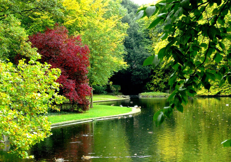 Ducks in a Pond — Green, Serene, Autumn