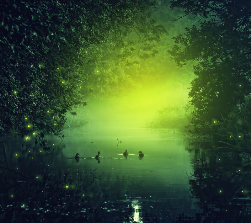 Ducks in a Pond — Green, Serene, Night