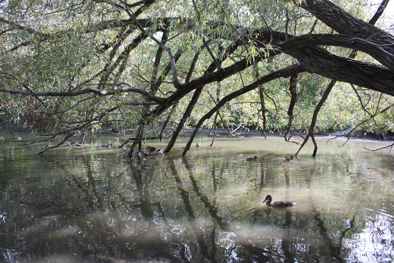 Ducks in a Pond — Green, Serene