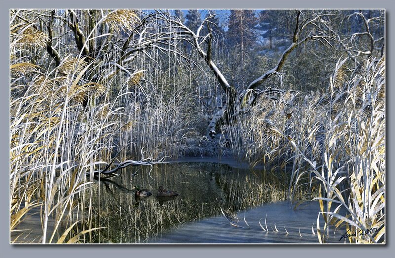 Ducks in a Pond — Green, Serene, Winter