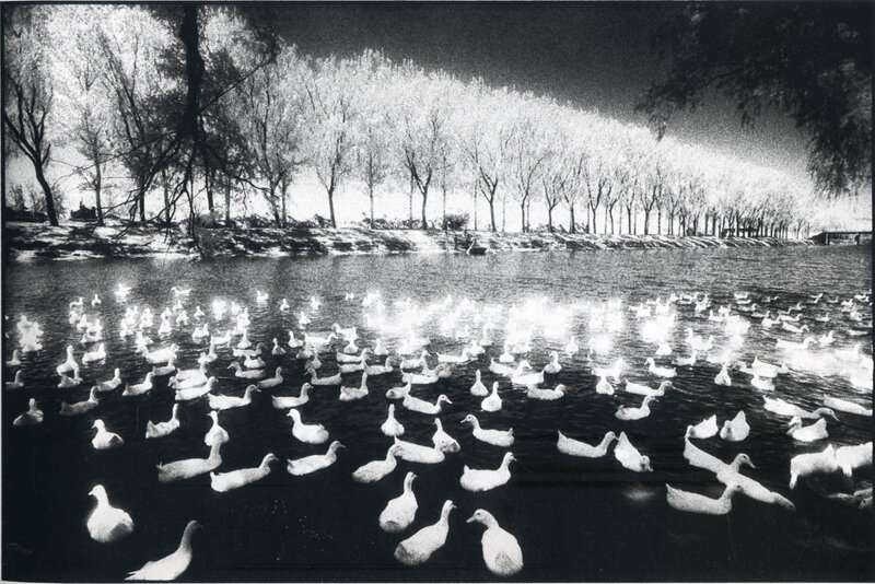 Ducks in a pond with trees