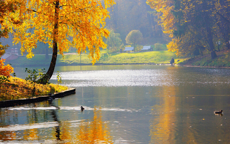 Ducks in a Pond — Yellow