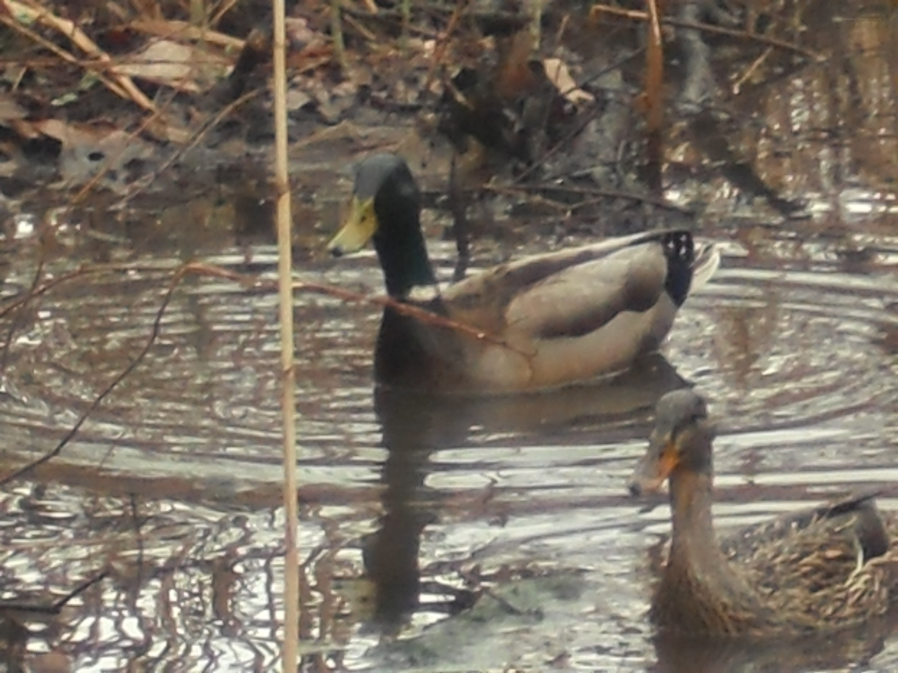 ducks in a pond