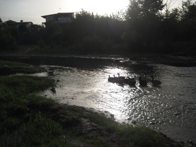 ducks in a river at sunset