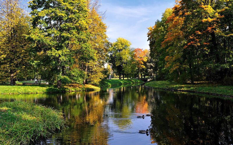 Ducks in a River — Green, Serene