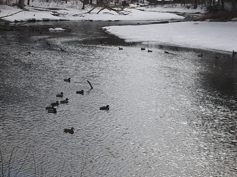 Ducks in a River