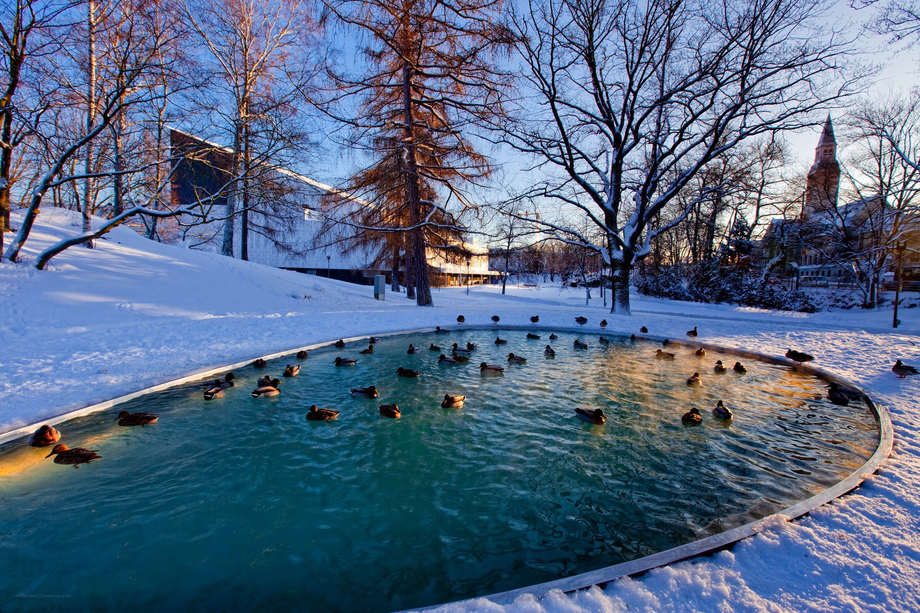 Ducks in a snowy pond