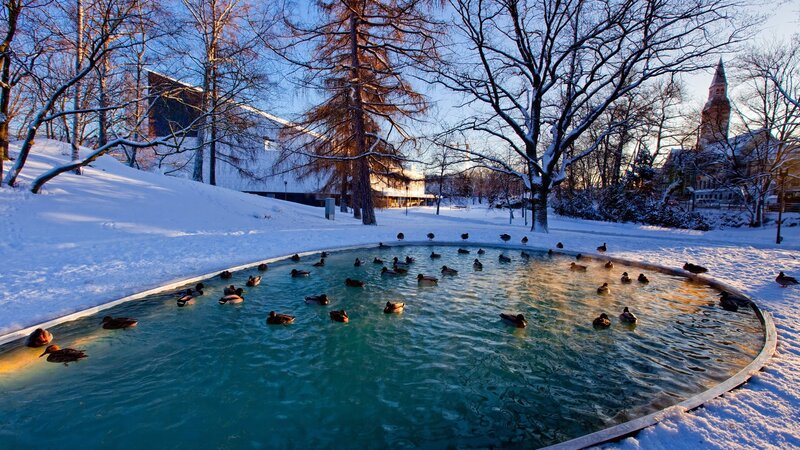 Ducks in a snowy pond