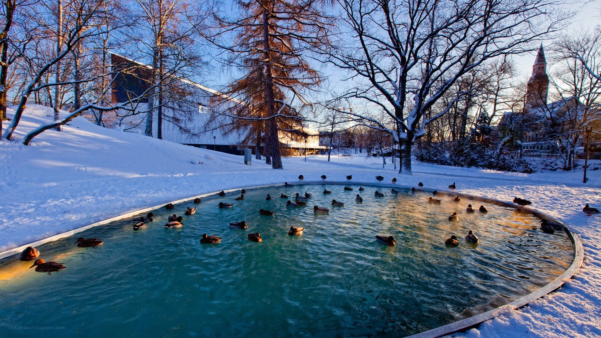 Ducks in a snowy pond