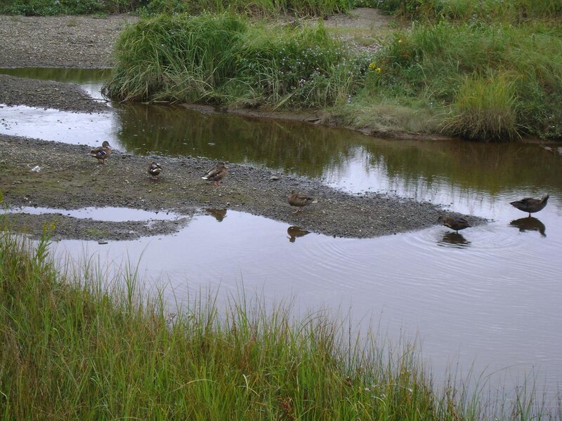 Ducks in a Stream — Green, Calm
