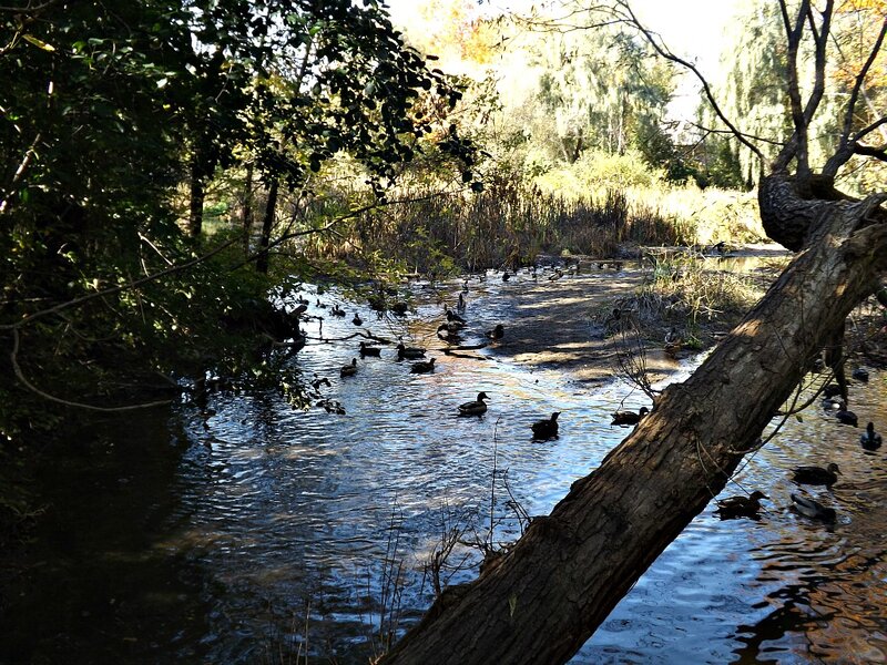 Ducks in a Stream — Green