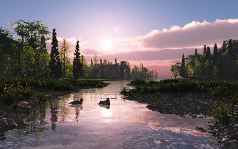 Ducks in a Stream