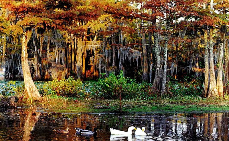 Ducks in a Swamp