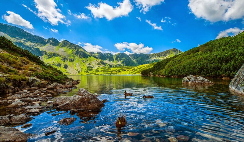 Ducks in Alpine Lake