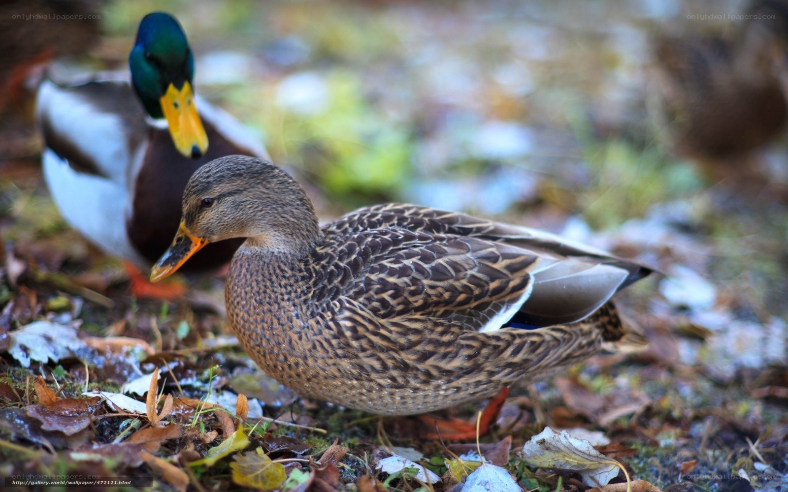 ducks in autumn leaves