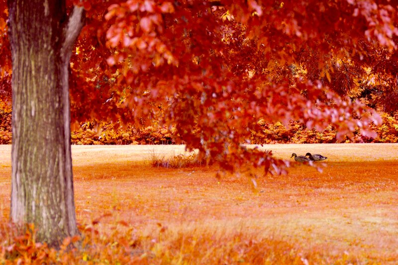 Ducks in Autumn Park