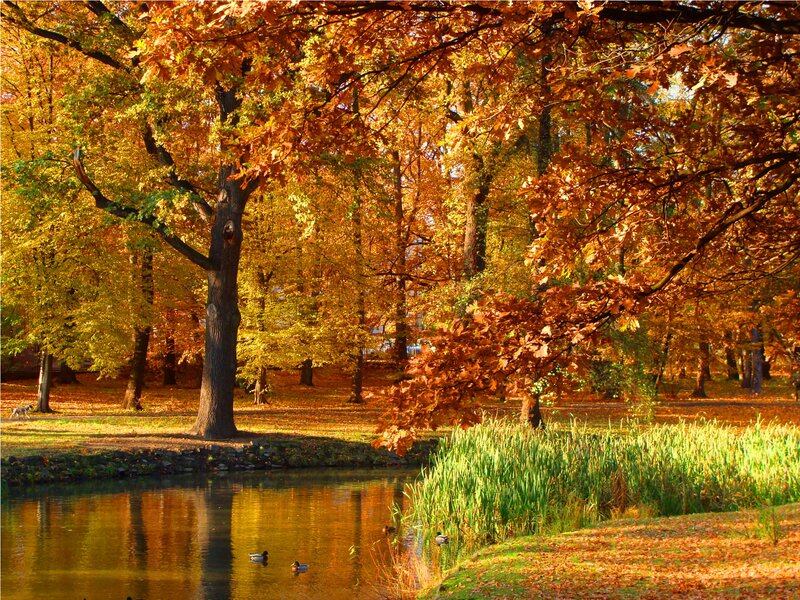 Ducks in Autumn Pond — Orange