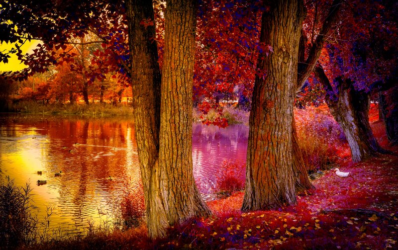 Ducks in Autumn Pond — Red, Serene