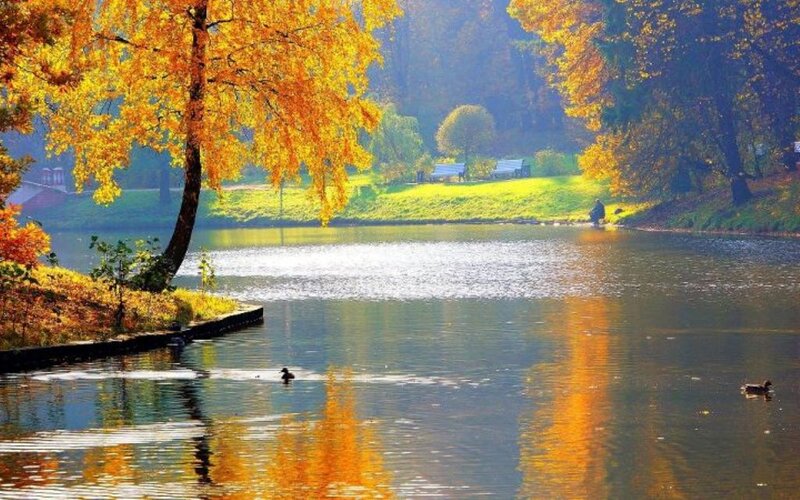Ducks in Autumn Pond
