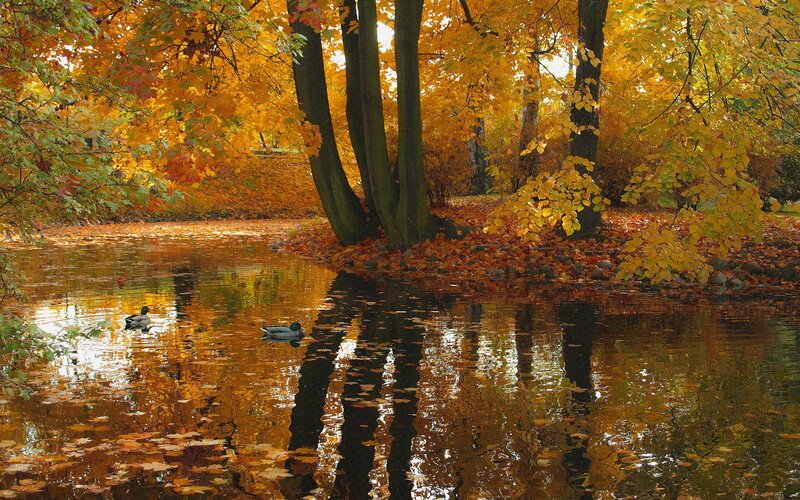 Ducks in Autumn Pond — Yellow, Serene