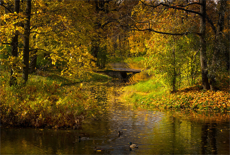 Ducks in Autumn Pond — Yellow