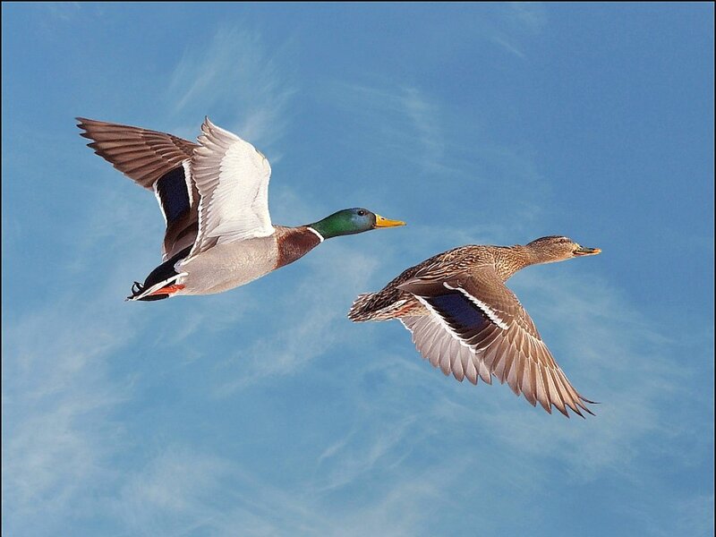 ducks in flight against blue sky